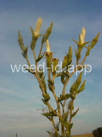 mentzelia, naked